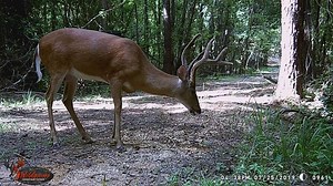 60 /- Acres Land for Sale Bibb County, GA