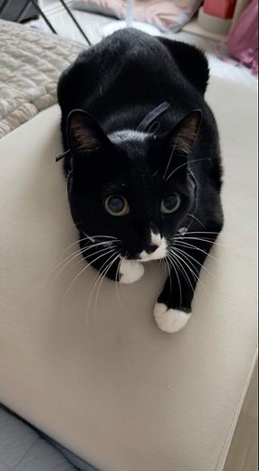 The Cutest Mermaid Cat You’ll Ever See 🧜‍♀️✨ | A Tiny Fairytale by the Sea