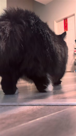 1K views · 43 reactions | The Batman Squishy Tushy. | Batman The Munchkin Cat | Facebook