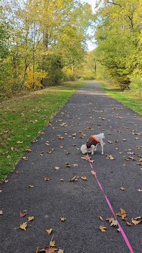 Good evening, everyone! 🌆 I hope your day was filled with joy and laughter. As the sun sets, I wanted to make sure our evening is as beautiful as we imagine it to be. I wish you a very peaceful and relaxing night! ✨ #GoodEvening #Poem #EveningVibes #Relax | My little girl Daisy / Maltese