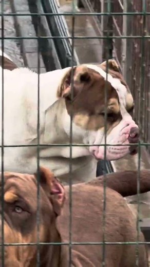 The Real Beast Is Here🐶💪🔥 | Bully Dog Power Walk | Muscular Monster Entry #americanbully #bullybreed