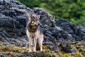 Annual Reports: Transparency and Impact at Canopy | Canopy