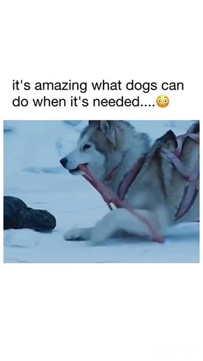 USA ENTERTAINMENT on Instagram: "I loved this movie 🎥 eight below: In the Antarctic, after an expedition with Dr. Davis McClaren, the sled dog trainer Jerry Shepherd has to leave the polar base with his colleagues due to the proximity of a heavy snow storm. He ties his dogs to be rescued after, but the mission is called-off and the dogs are left alone at their own fortune. For six months, Jerry tries to find a sponsor for a rescue mission while his dogs fight for survival. 📺 watch on; Disney p