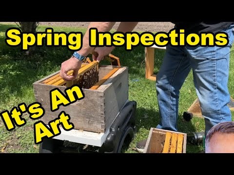 Beekeeping: The Art of Spring Inspections
