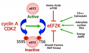 EEF2 - Alchetron, The Free Social Encyclopedia
