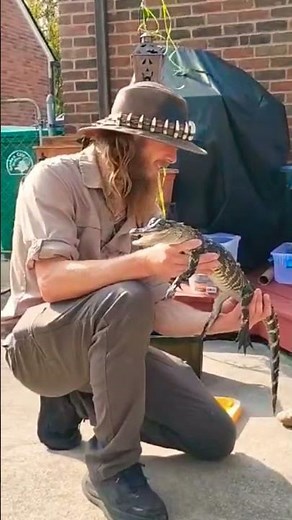 Fafnir came for a visit #bellislegator #zoo #housecalls