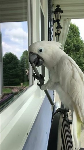 Cockatoo takes the Momevator up to his bench perch