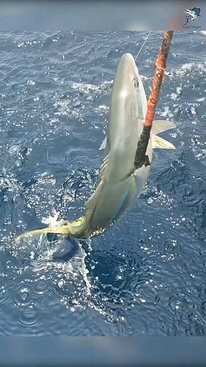 18K views · 364 reactions | Catching Rainbow Runner Fish in the Sea #fishingvideos #fishing #fishingtime | Kadal Ulagam | Facebook
