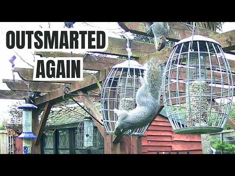 Squirrels Outsmart Bird Feeders AGAIN | Garden Wildlife Feeder Takeover