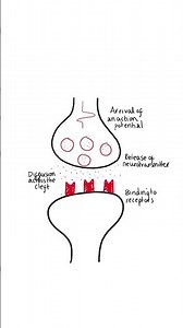 Synapses in 60 seconds