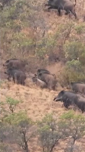 Epic Boar Hunt | Non-Stop Outdoor Adventure