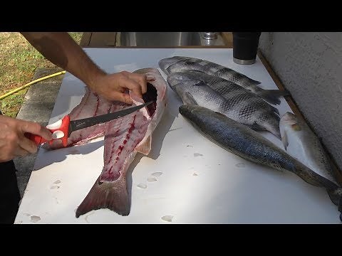 How to fillet redfish, trout and sheepshead