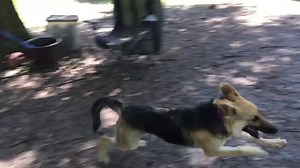 7.5K views · 366 reactions | Emma didn’t have a fenced in yard look how happy she is to finally be able to Run and she is fast! | K9 Services German Shepherd Rescue, Inc. | Facebook