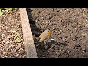 Walpole Park walled garden