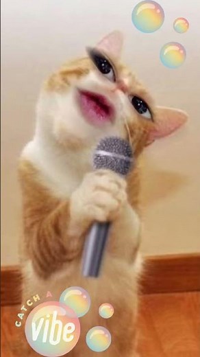 happy birthday funny video