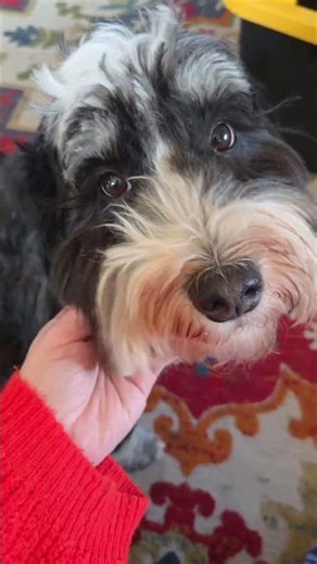 our diy quail chick brooder #quail #quaileggs #backyardbirds #homesteading #thrifty