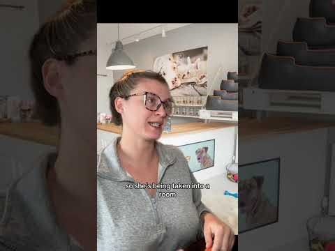 Replying to @✨️Sparkling Pixie Dust✨️ #greenscreen #vetmed #vetreceptionist #vettechlife