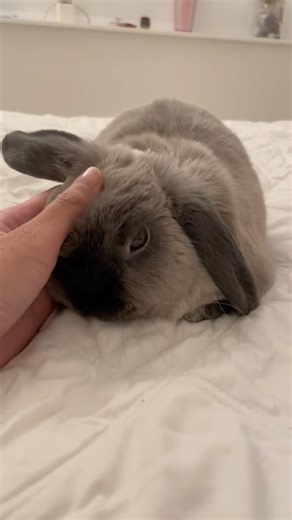 we love a relaxing day filled with pets & food 🩶 #shorts #bunny