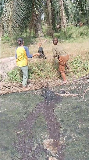 Two People Pull Struggling Calf From Deep Mud