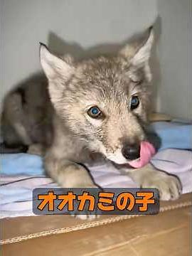 Aren't wolves cold-blooded animals? #animals #nature #animalproduction #healing