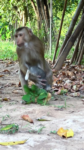 Dollar best care baby cats...😝#adoreble #monkey #babyanimals #cute #babymonkey #animals #babyanimal #babypets #adorably #animalphotography3c#cuteanimalstiktok #mokeybaby #monkeytok🐒 #monkeytokb #monkeytoking