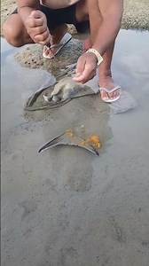 Amazing Fishing Catch in Shallow Water 😱 | Unexpected Giant Fish Catch