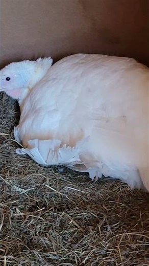 Our white turkey brooding. @Wide Open Transit Farm