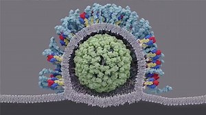 3D Animation Captures Viral Infection in Action – Lifeboat News: The Blog