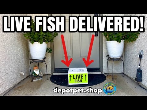 I Ordered my first Monster Fish Online!