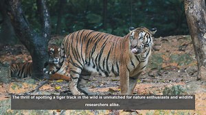 10 Key Ways to Identify Tiger Tracks in the Wild