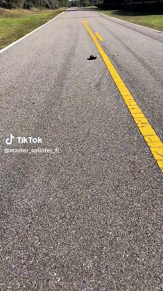 Master Splinter on TikTok