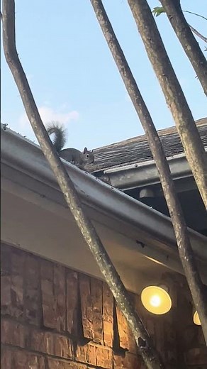 Squirrel jumping onto roof from tree limb #wildlife #squirrels