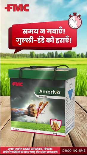 FMC India | अम्ब्रिवा™ खरपतवारनाशक लाएँ – गुल्ली-डंडे से गेहूँ की फ़सल को बचाएँ!
