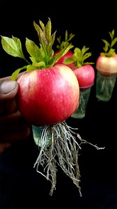 3.7M views · 40K reactions | How to Grow Apples Tree from Cutting Apples Fruit In A Water (New Techniques) | Tamanna Garden | Facebook