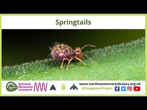 Springtails