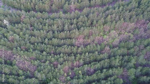 A view from a height of the meadows and slopes of the Balkan Mountains under daylight in Bulgaria