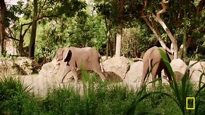 Manatees, Cheetahs & More! (Full Episode) | Magic of Disney's Animal Kingdom | Nat Geo Animals