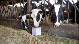 Cow licking with tongue salt block. Animal farm salt cubes to lick. Close up shot. Essential minerals for farm animals.