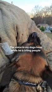 I found Mareks voice🤣 #k9servicesunlimited #malinois #bitework #protectiondogs | K-9 Services Unlimited LLC