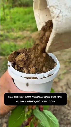 🌱 The Easiest Air Layering Hack! 🌳 Root a Fruit Tree Branch in Just One Month!