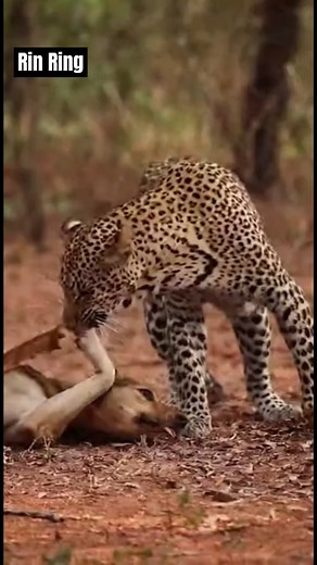 CAT Interrupts Lethal Bite — Stops Leopard From Killing Dog! | Nguyễn Văn Rin
