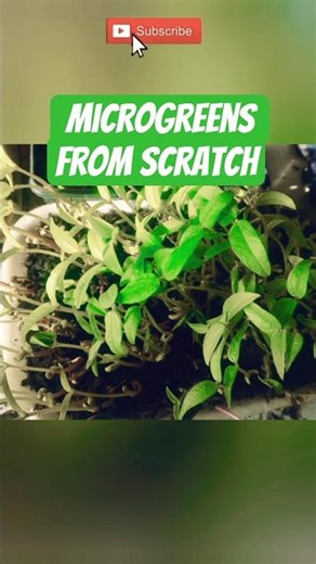 👉 Growing microgreens🌱 from scratch #trending