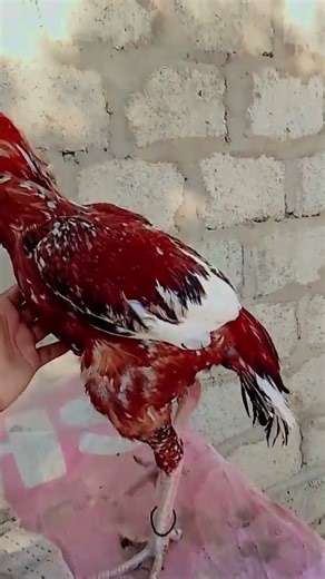 sindhi aseel murga subscribe please 🙏 aseel murga short