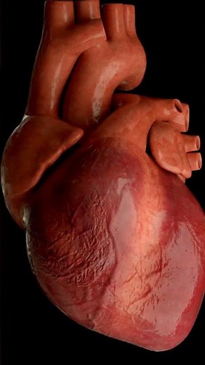 Human Heart Beat #heartbeat