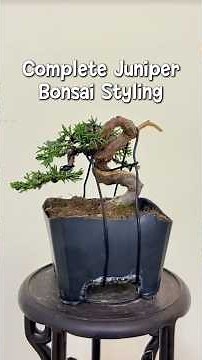 Complete Juniper Bonsai Styling (Deadwood & Wiring) #BonsaiTransformation #JuniperBonsai #Bonsai
