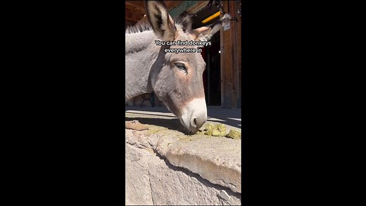 Oatman, Arizona, Is Home to More Donkeys Than Humans