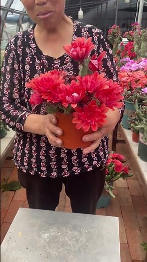 Breathtaking Cactus Flower Blooming! 🌸✨