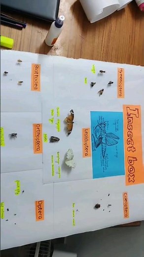 Insect collection #insects #entomology #agriculture #pestcontrol