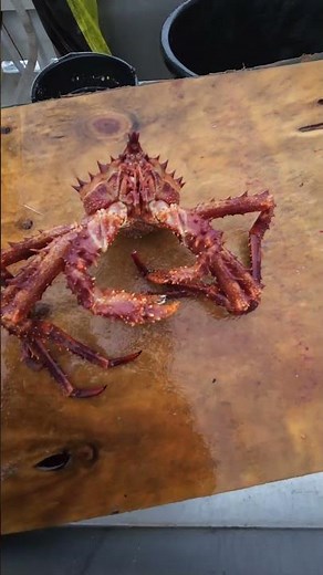 Discover the Troll Crab: Norway's Hidden Delicacy 🦀
