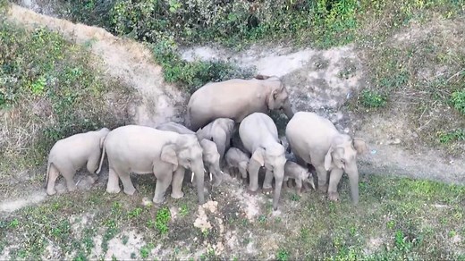 China's famous wandering elephant herd grows in size